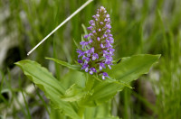 orchidée