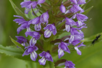 orchidée