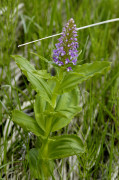 orchidée