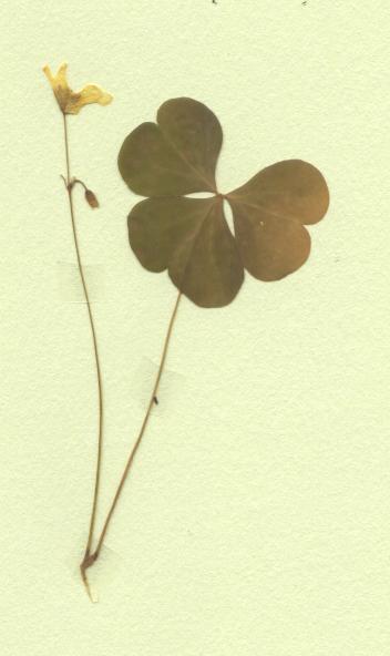 oxalis