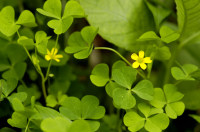 Oxalis