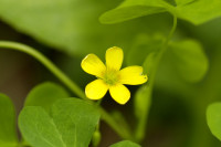 oxalis