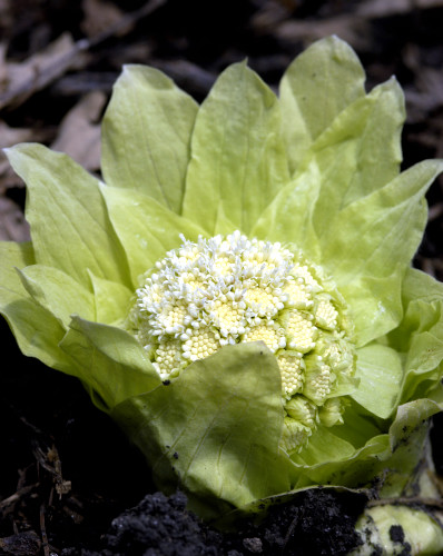 Pétasite