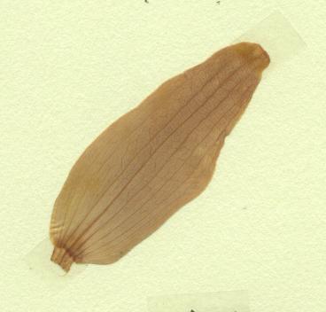 pétasite