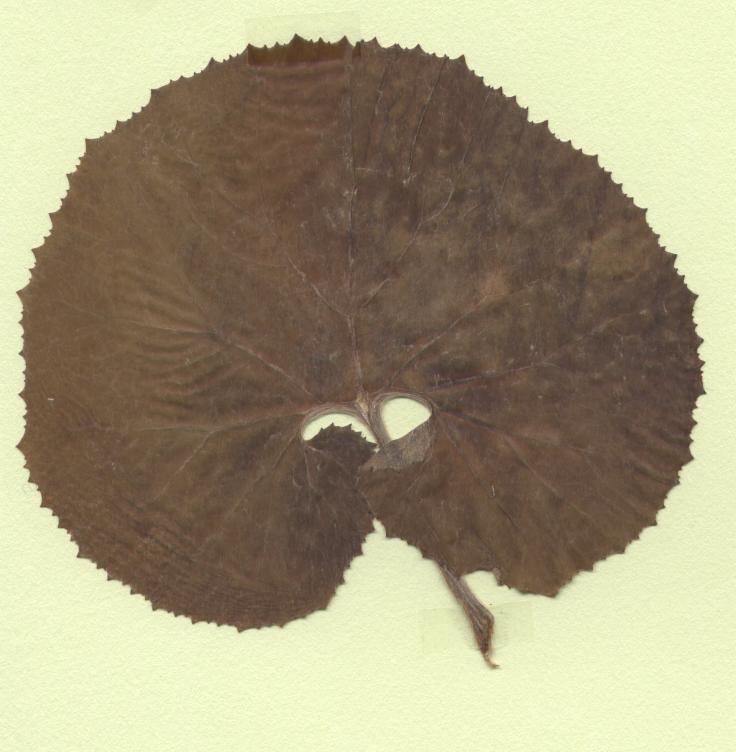 pétasite