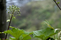 Pétasite