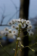 Pétasite