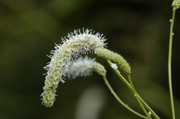 pimprenelle