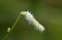 pimprenelle