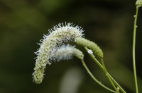 pimprenelle