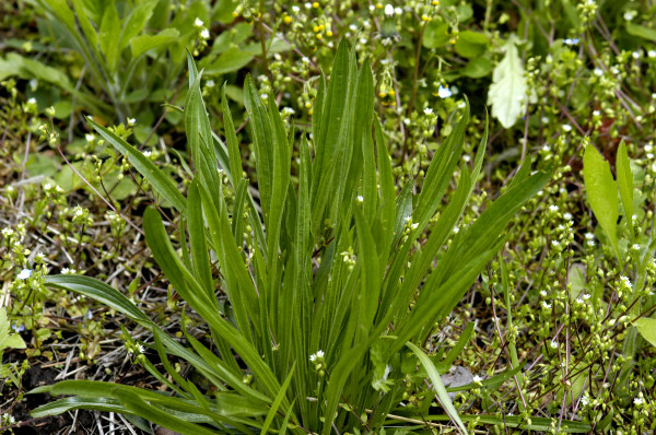 Plantain