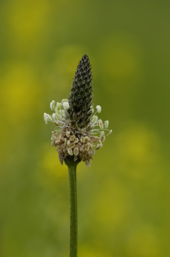 Plantain