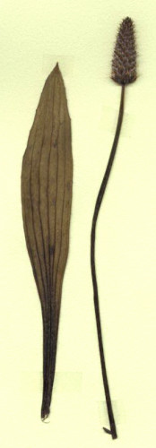 plantain