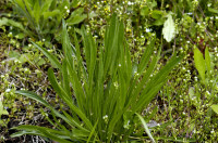 plantain