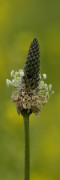 plantain