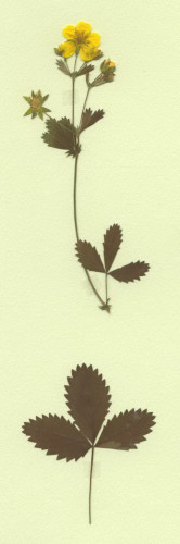 Potentille