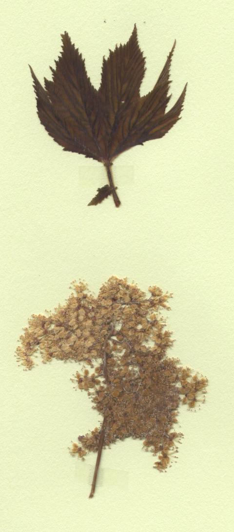 Reine des prés