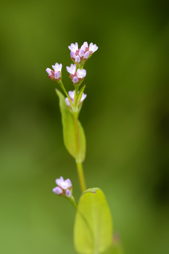 sieboldii