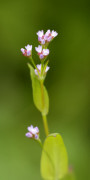 sieboldii