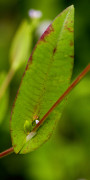 sieboldii
