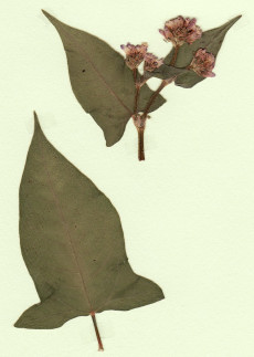 renouée persicaire