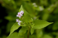 thunbergii