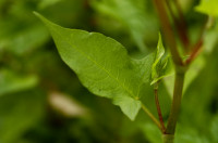 thunbergii