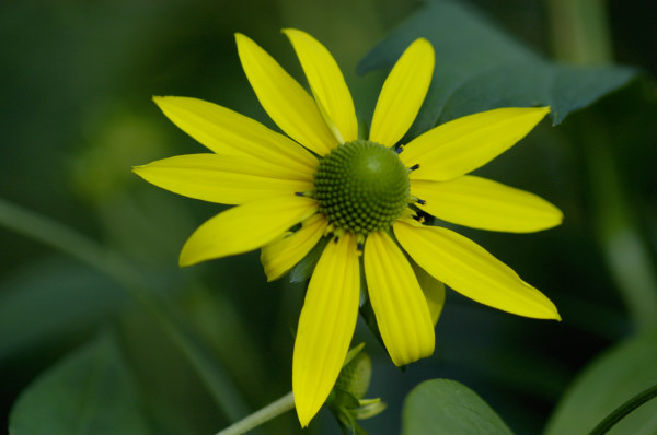 Rudbeckia