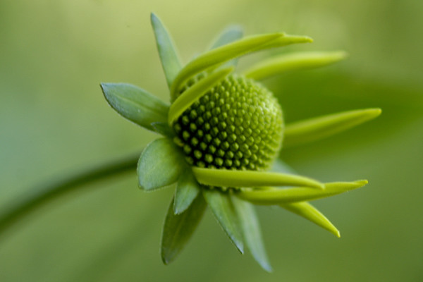 Rudbeckia
