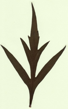 rudbeckia