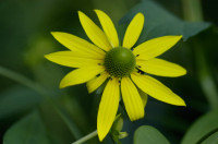 Rudbeckia