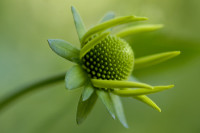 Rudbeckia