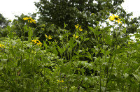 Rudbeckia