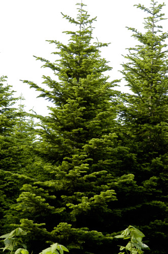 sapin