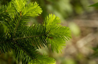 sapin