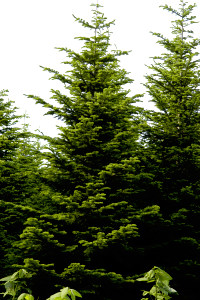 sapin