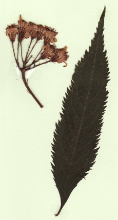 seneçon cannabis