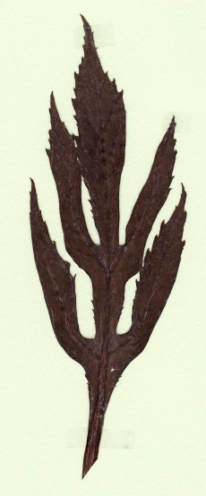 seneçon cannabis