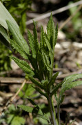 séneçon cannabis