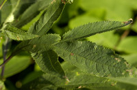 Séneçon cannabis