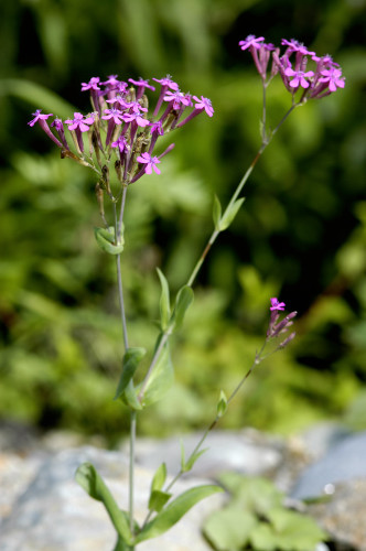 Silène