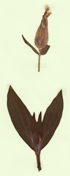 silène enflé