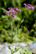 silène