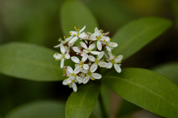 skimmia