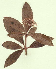 skimmia