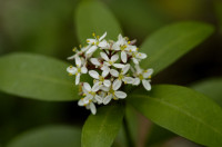 skimmia