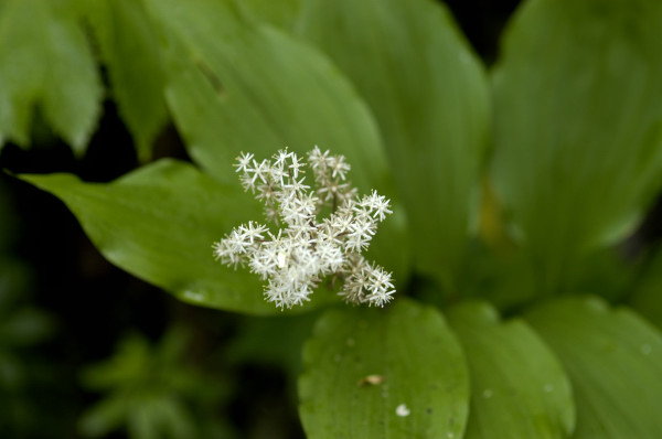 smilacina