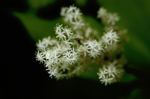 smilacina