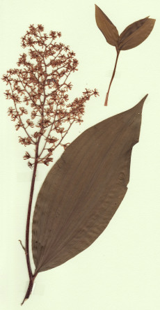 smilacina