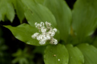 smilacina